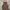 Streetwear Sportswear Crop Top Wanita Brown