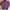 Lacoste Casual Harrington jacket Pria navy photo 2