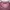 Montagut Vintage Polo shirt Pria pink photo 2