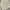 Minimalist Culotte Wanita cream photo 2