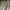 Dickies Minimalist Short Pria cream photo 3