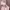 Ingni Fairy Coquette Wanita pink photo 2