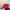 Casual Hat Pria red photo 2