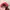 Beverly Hills Polo Club Casual Hat Pria red photo 5