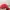 Beverly Hills Polo Club Casual Hat Pria red photo 3