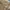 Carhartt Vintage Casual Pria brown photo 4