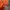 Mizuno Streetwear Casual Windbreaker Pria orange photo 6