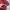 Uniqlo Streetwear Casual Sweater Pria burgundy photo 3