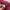 Uniqlo Streetwear Casual Sweater Pria burgundy photo 4
