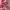 Streetwear Hat Pria pink photo 2