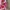 Streetwear Hat Pria Pink