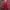Sportswear Casual Track jacket Pria red photo 4