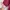 Streetwear Casual Polo shirt Pria burgundy red photo 5