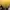 Noah Skater Formal shirt Pria yellow photo 4