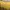 Noah Skater Formal shirt Pria yellow photo 3
