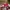 VANS Minimalist Sneakers Pria red photo 4