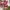 VANS Minimalist Sneakers Pria red photo 3