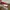 VANS Minimalist Sneakers Pria red photo 5