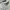 Converse Grunge Indie Sneakers Pria white cream photo 5