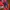 Adidas Casual Sneakers Kids red blue photo 3