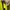 Michael Kors Luxury Bags & purse Wanita yellow photo 3