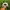 Oakley Vintage Y2K Hat Pria tan photo 4