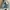 Coach Luxury Shoulder bag Wanita blue photo 2