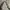 Rip Curl Y2K Bag Pria gray photo 2