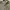 Minimalist Casual Culotte Wanita tan photo 5