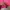 Hollister Vintage Streetwear Hoody Pria Pink