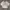 Coquette Casual Sweatshirt Wanita cream photo 1