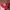 Vintage Streetwear Hat Pria red photo 1