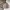 Uniqlo Y2K Casual Puffer jacket Pria tan cream photo 4