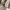 Uniqlo Y2K Casual Puffer jacket Pria tan cream photo 3