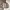 Uniqlo Y2K Casual Puffer Jacket Pria Tan Cream