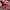 Salvatore Ferragamo Luxury Handbag Wanita burgundy photo 6