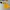 Dickies Gorpcore Sportswear Windbreaker Pria yellow photo 1