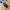 Dickies Gorpcore Sportswear Windbreaker Pria yellow photo 6