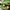 Nike SB Dunk Low Supreme Mean Green photo 1