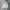 thisisneverthat Casual Hoody Pria gray photo 1