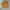Vintage Pea coat Pria yellow photo 1