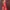 Fairy Coquette Evening dress Wanita gold red photo 1