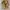 Vintage Y2K Trench Coat Pria Cream