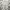 Polo Ralph Lauren Casual T-shirt Pria Gray