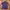 Lacoste Casual Polo shirt Pria purple photo 1