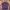Lacoste Casual Polo Shirt Pria Purple