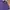 Lacoste Casual Polo shirt Pria purple photo 2
