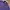 Lacoste Casual Polo Shirt Pria Purple