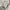 Japanese brand Coquette Casual Cami top Wanita white cream photo 4