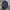JanSport Luxury Pria Navy